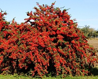Пираканта ярко-красная Ред Колумн (Pyracantha coccinea Red Column) Пираканта ярко-красная Ред Колумн (Pyracantha coccinea Red Column)