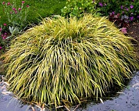 Аир злаковидный Огон (Acorus gramineus Ogon)