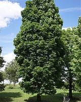 Клен остролистный Колумнаре (Acer platanoides Cоlumnare)