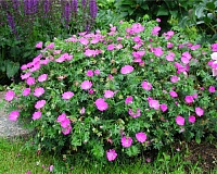 Герань садовая кроваво-красная (Geranium sanguineum)