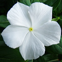 Катарантус Пацифика Вайт (Catharanthus pacifica White)