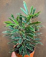 Дизиготека Элегантиссима (Dizygotheca elegantissima)