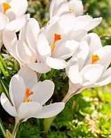 Крокус large flowering Jeanne d'Arc