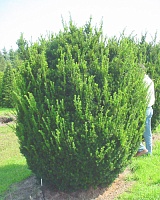 Тис средний Хикси (Taxus media Hicksii)