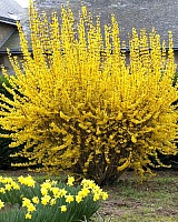 Форзиция средняя Линвуд (Forsythia intermedia Lynwood)