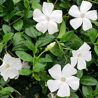 Барвинок малый Гертруда Джекил (Vinca minor Gertrude Jekyll)