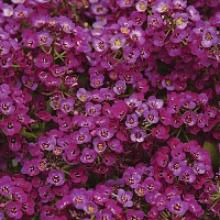 Алиссум Эстер Бонет Виолет (Alyssum Easter Bonnet Violet)