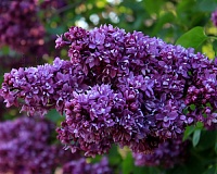 Сирень обыкновенная Огни Донбасса (Syringa vulgaris Ogni Donbassa)