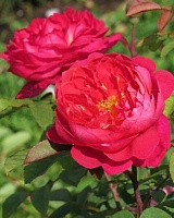 роза Бенджамин Бриттен (Benjamin Britten)