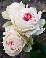 роза Пашмина роза Пашмина