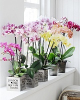 Фаленопсис гибрид Миди (Phalaenopsis Midi hybrid)