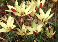 Тюльпан Botanical/Species Clusiana Cynthia