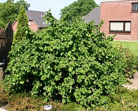 Лещина обыкновенная Конторта (Corylus avellana Contorta)