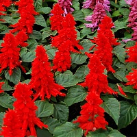 Сальвия Редди Брайт Ред (Salvia splendens Reddy Bright Red)
