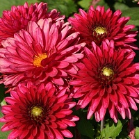 Георгин Frivolous Glow Георгин Frivolous Glow