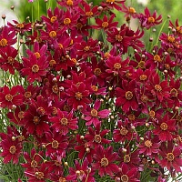 Кореопсис Блумсейшн Драгон (Bloomsation Dragon)