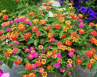 Лантана (Lantana)
