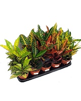 Кодиеум вариегатум Микс (Codiaeum) 