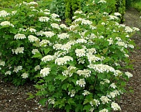 Калина обыкновенная Компактум (Viburnum opulus Compactum)