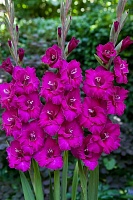 Гладиолус Manuela