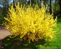 Форзиция средняя Голдзаубер (Forsythia intermedia Goldzauber)