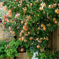 Жимолость японская Американ Бьюти (Lonicera heckrotii American Beauty)