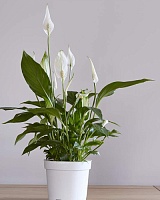 Спатифиллум Торелли (Spathiphyllum Torelli)