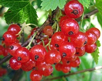 Смородина красная Мармеладница