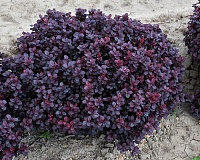 Барбарис тунберга Конкорд (Berberis thunbergii Concorde)