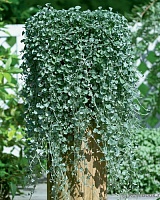 Дихондра серебристая Серебряный Водопад (Dichondra argentea Silver Falls)