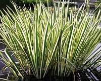 Аир болотный / обыкновенный Вариегата (Acorus calamus Variegatus)