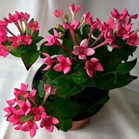 Бувардия Bellevardia Roza