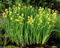 Ирис болотный (Iris pseudacorus)
