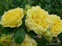 роза Анни Дюпрей