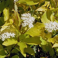 Дерен белый Ауреа