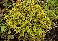 Тимьян лимоннопахнущий Арчерс Голд