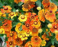 Гелениум Марди Грас (Helenium Mardi Gras) Гелениум Марди Грас (Helenium Mardi Gras)