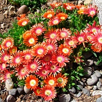 Делосперма Жемчужная