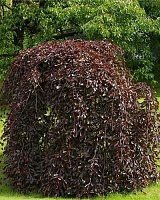Бук европейский (лесной) Пурпуреа Пендула (Fagus sylvatica Purpurea Pendula)