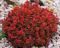 Барбарис тунберга Лютин Руж (Berberis thunbergii Lutin Rouge)