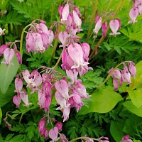 Дицентра исключительная карликовая