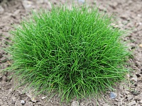Овсяница готье Pik Carlit (Festuca gautieri Pik Carlit)