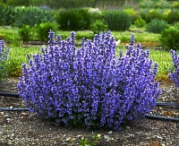 Котовник фассена Кэтс Паджамас 