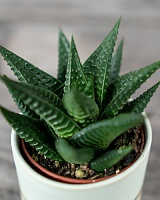 Хавортия лимолистная (Haworthia limifolia)