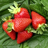Клубника Ами (Эми)