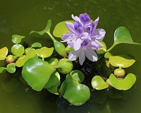 Водный гиацинт (Eichhornia crassipes)