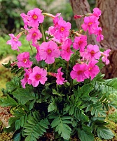 Инкарвиллея Delavayi