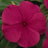 Катарантус Пацифика Бургунди (Catharanthus pacifica Burgundy)