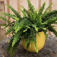 Нефролепис Бостон (Nephrolepis exaltata var Bostoniensis)