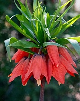 Фритиллярия (рябчик) Rubra Фритиллярия (рябчик) Rubra